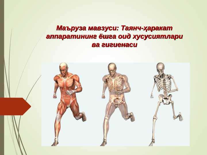 Таянч-ҳаракат аппаратининг ёшга оид хусусиятлари ва гигиенаси