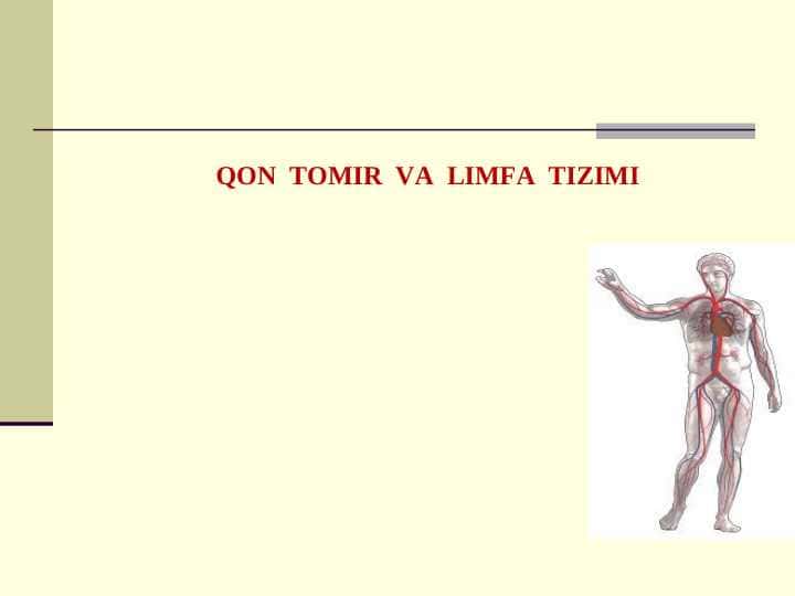QON TOMIR VA LIMFA TIZIMI