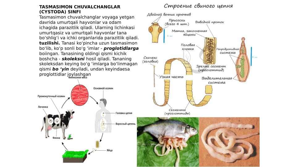 zoologiya tasmasimonlar chuvalchanglar turlari pptx