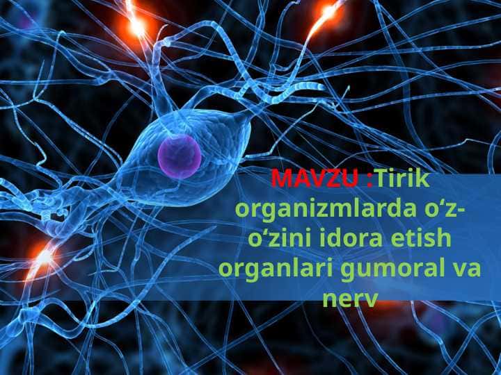 Tirik organizmlarda o‘z-o‘zini idora etish organlari gumoral va nerv