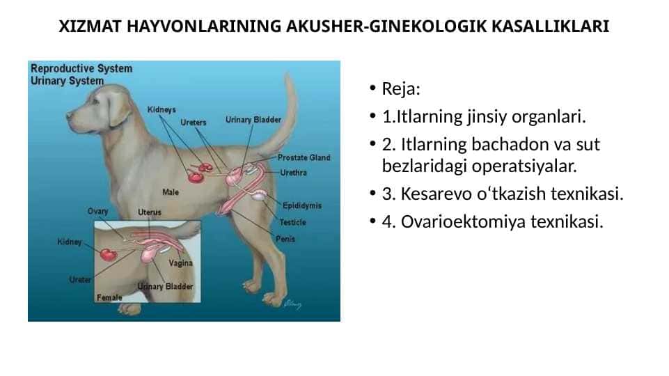 XIZMAT HAYVONLARINING AKUSHER-GINEKOLOGIK KASALLIKLARI