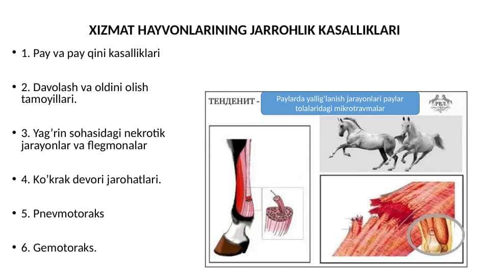 XIZMAT HAYVONLARINING JARROHLIK KASALLIKLARI