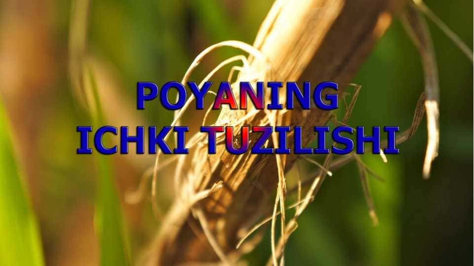 POYANING ICHKI TUZILISHI