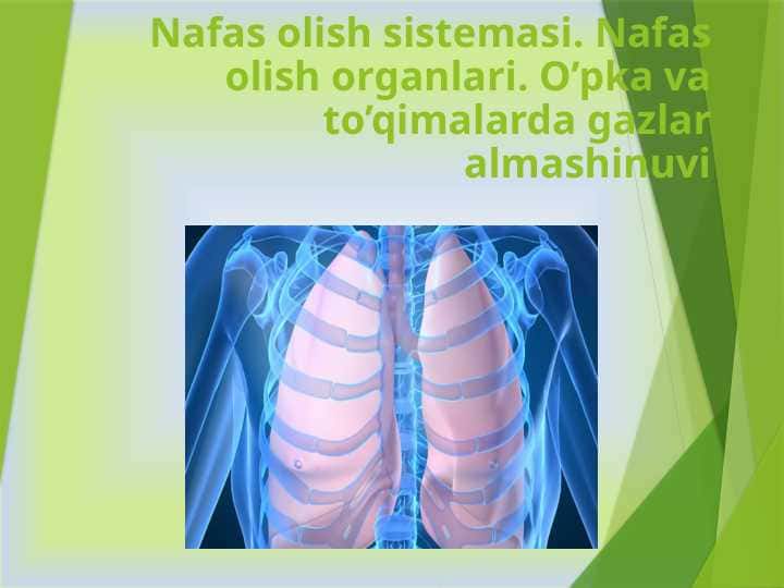 Nafas olish sistemasi. Nafas olish organlari. O’pka va to’qimalarda gazlar almashinuvi