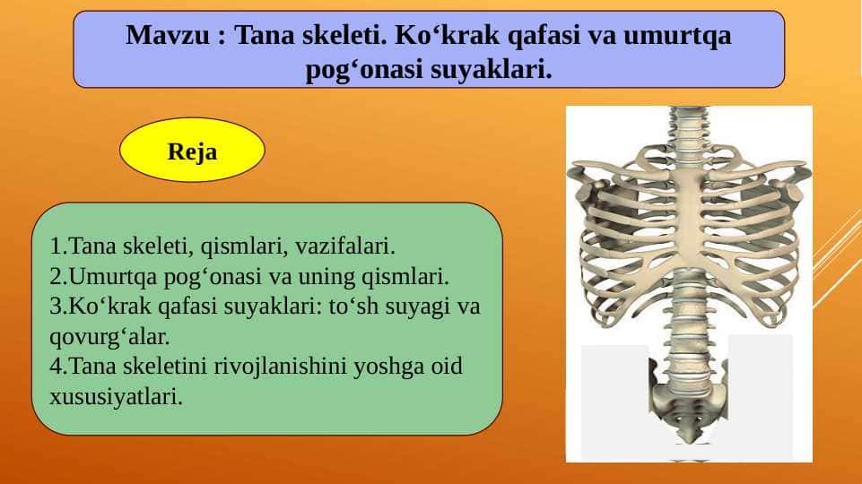Tana skeleti. Koʻkrak qafasi va umurtqa pogʻonasi suyaklari.