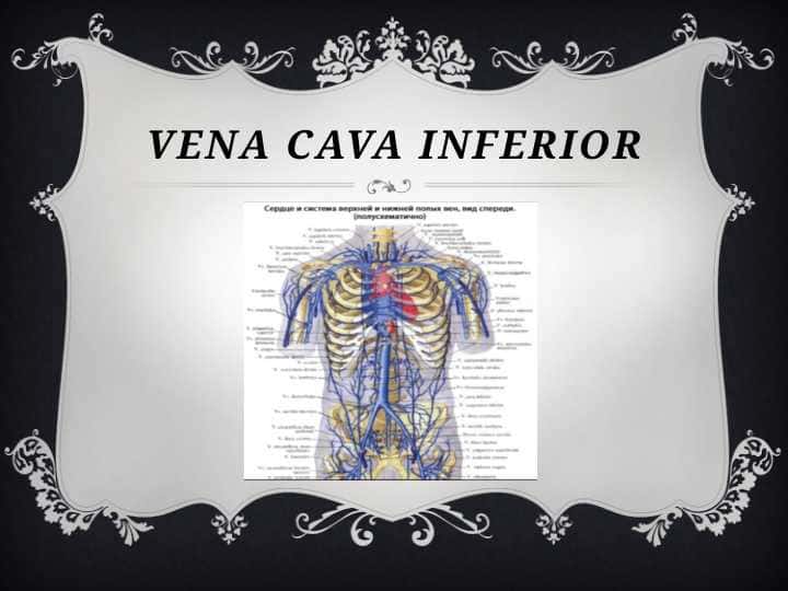 Ostqi govek vena