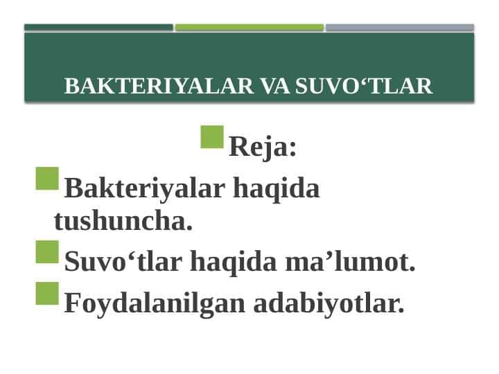 Bakteriyalar va suvo‘tlar