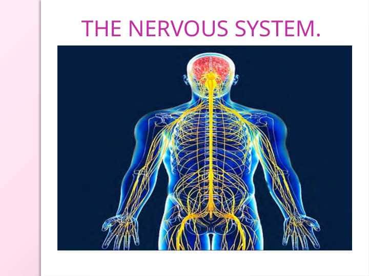 NERVOUS SYSTEM