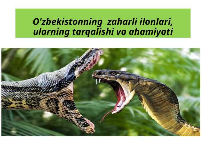 O’zbekistonning zaharli ilonlari, ularning tarqalishi va ahamiyati