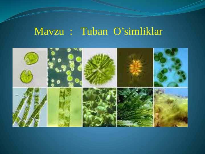 Tuban o'simliklar