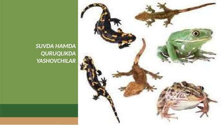 SUVDA HAMDA QURUQLIKDA YASHOVCHILAR