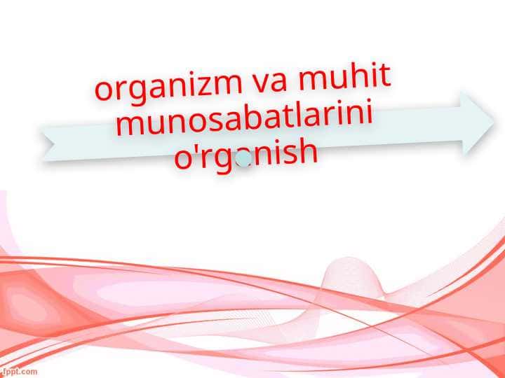Organizm