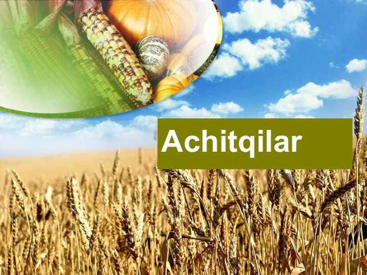 Achitqilar