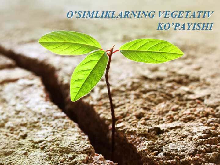O’SIMLIKLARNING VEGETATIV KO’PAYISHI