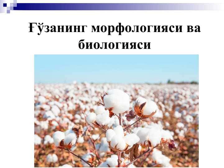 Ғўзанинг морфологияси ва биологияси