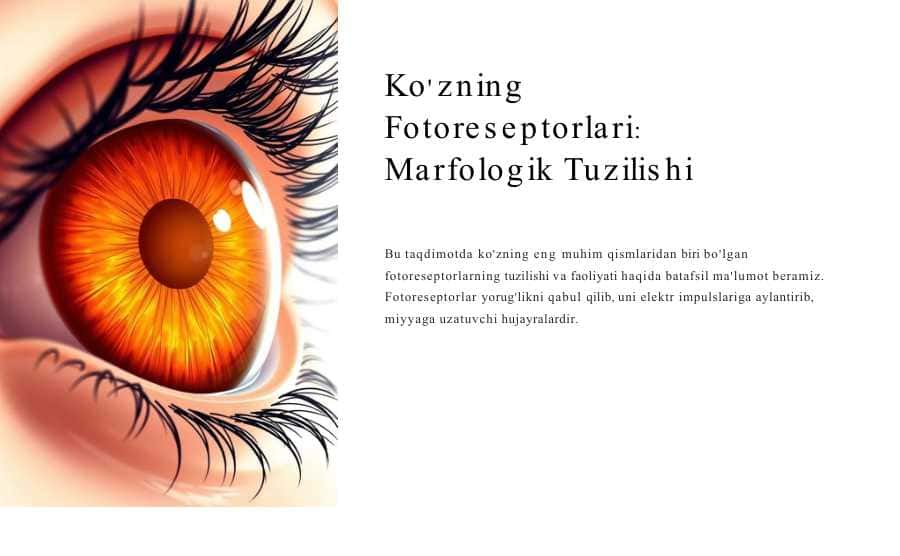 Ko'zning Fotoreseptorlari: Marfologik Tuzilishi