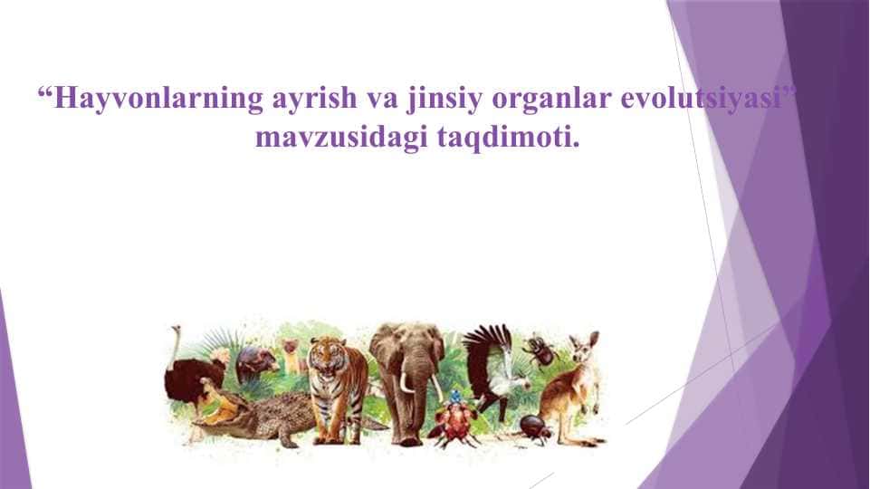 “Hayvonlarning ayrish va jinsiy organlar evolutsiyasi” mavzusidagi taqdimoti.