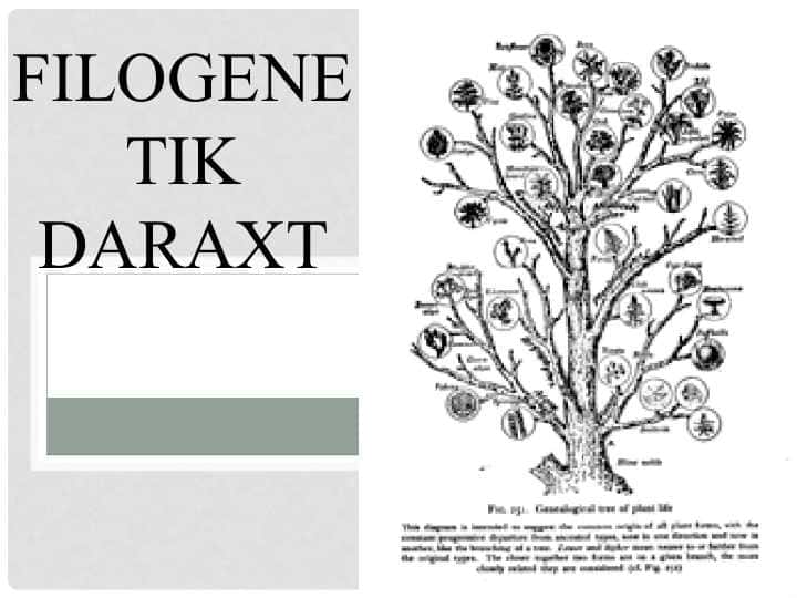 Filogenetik daraxt