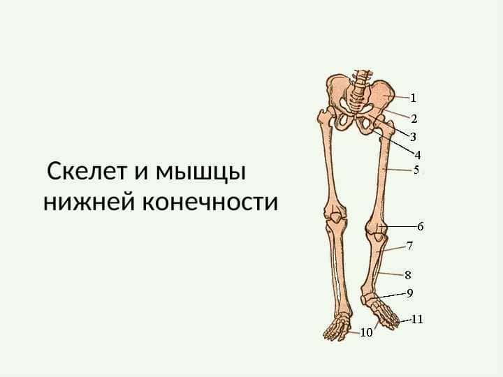 Скелет и мышцы нижней конечности мышцы ниж конеч и кости