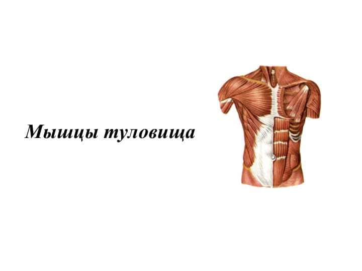 Мышцы туловища мышцы груди иживота