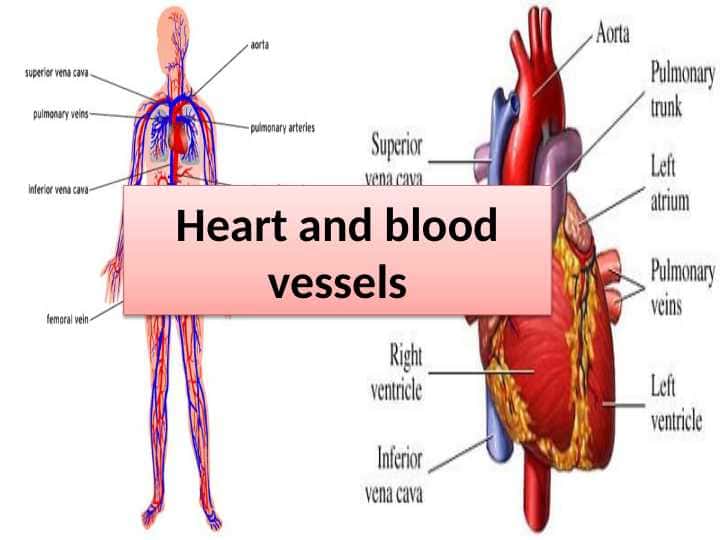 Heart and blood vessels