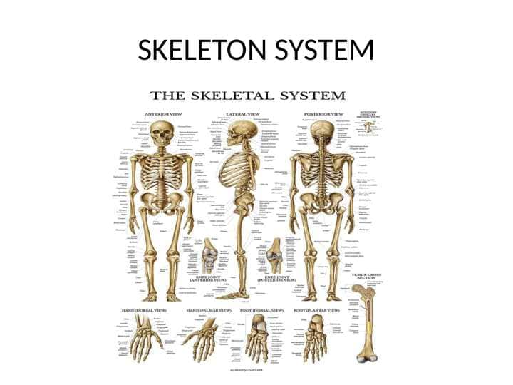 SKELETON SYSTEM