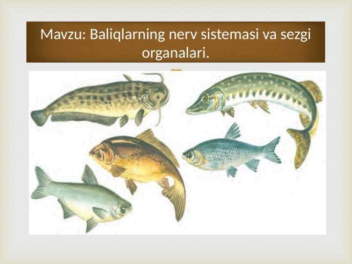 Baliqlarning nerv sistemasi va sezgi organalari