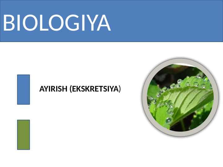 Biologiyada AYIRISH (EKSKRETSIYA)
