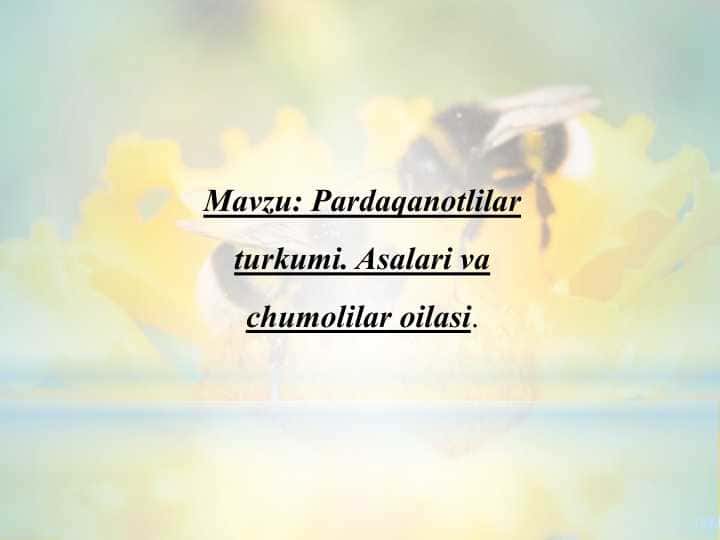 Pardaqanotlilar turkumi. Asalari va chumolilar oilasi