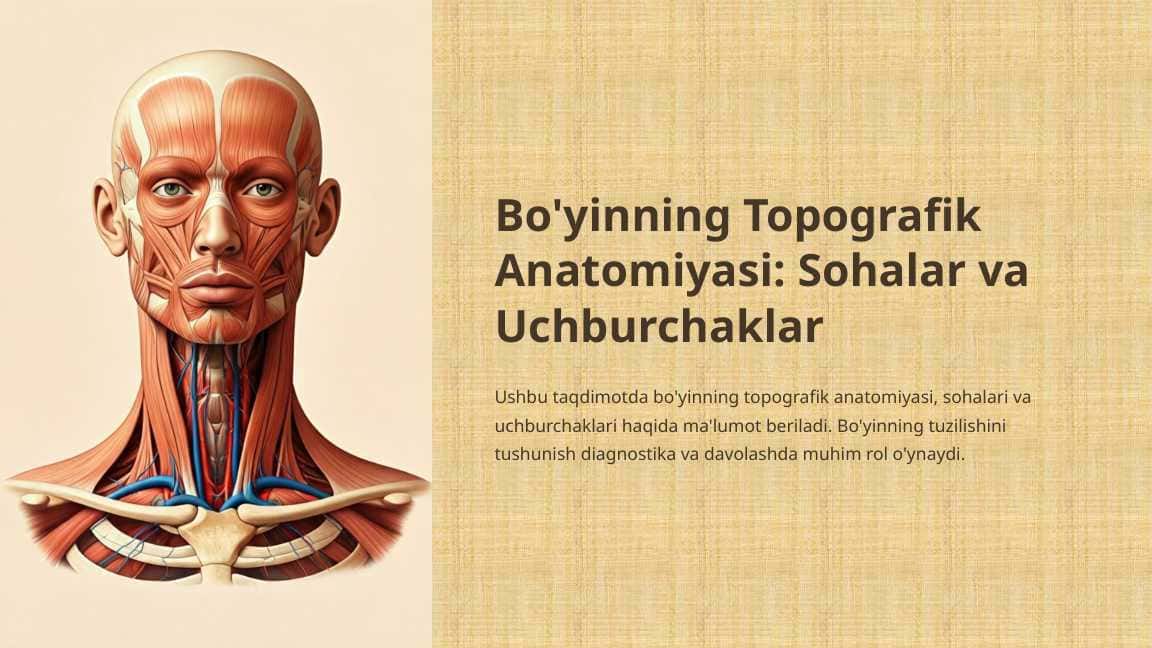 Bo'yinning topografik anatomiyasi.