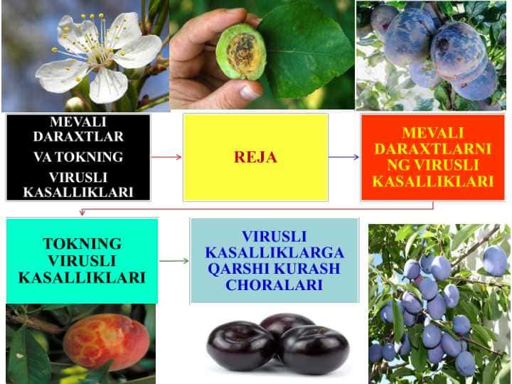 MEVALI DARAXTLAR VA TOKNING VIRUSLI KASALLIKLARI