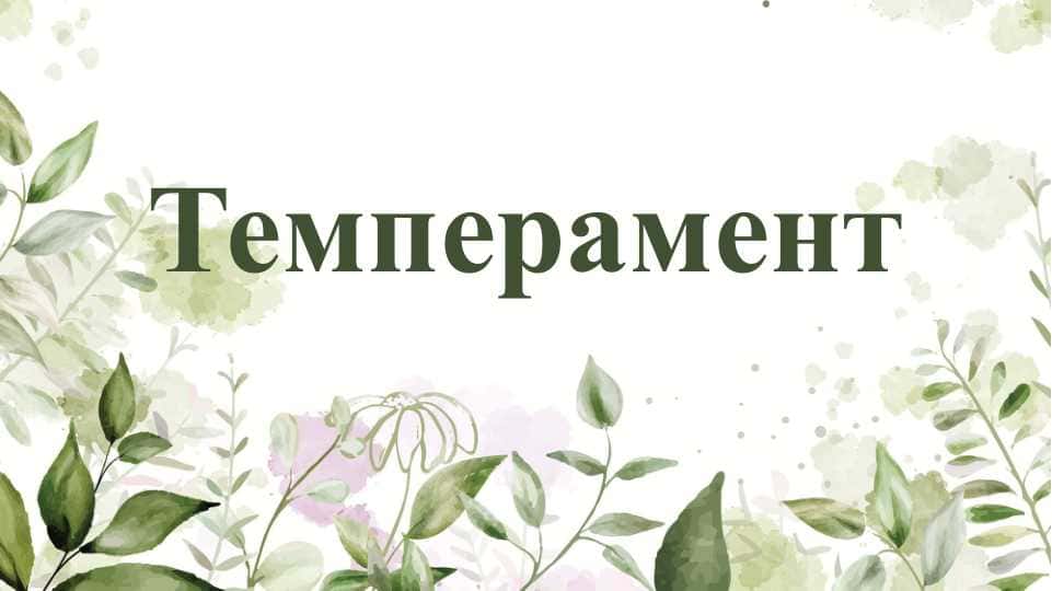 Темперамент