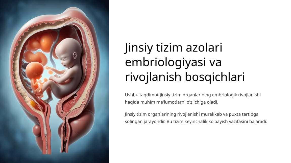 Jinsiy tizim azolari embriologiyasi va rivojlanish bosqichlari