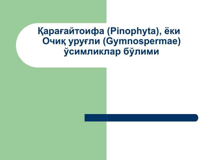 Қарағайтоифа (Pinophyta), ёки Очиқ уруғли (Gymnospermae) ўсимликлар бўлими