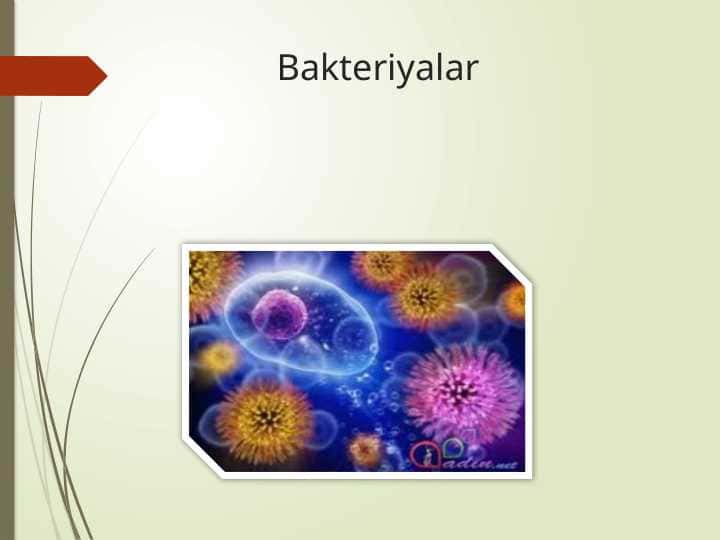 Bakteriyalar