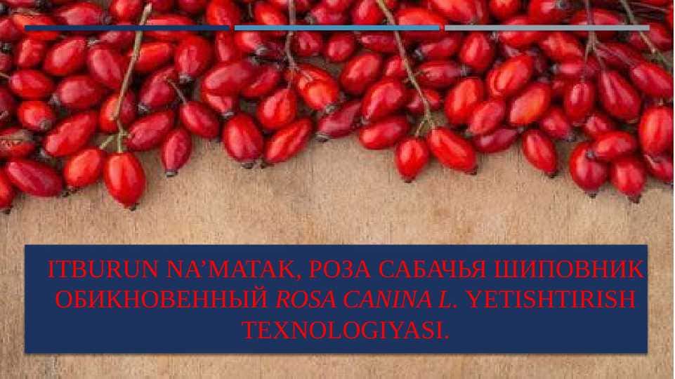 Itburun na’matak, Роза сабачья Шиповник обикновенный Rosa canina L. yetishtirish texnologiyasi.