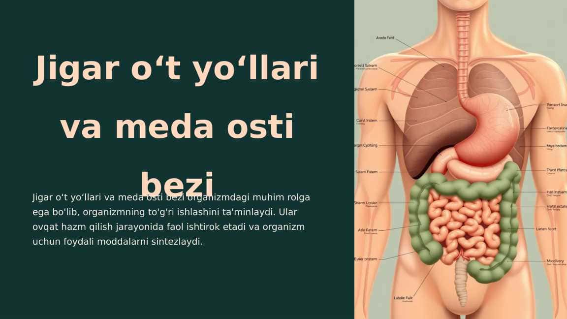 Jigar oʻt yoʻllari va meda osti bezi