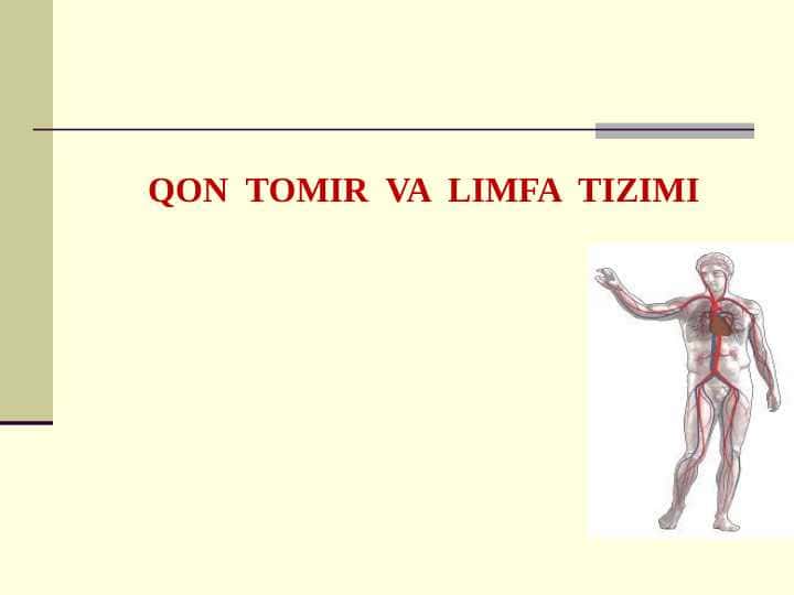 QON TOMIR VA LIMFA TIZIMI