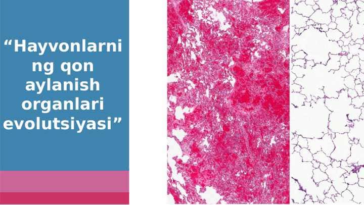 Hayvonlarning qon aylanish organlari evolutsiyasi