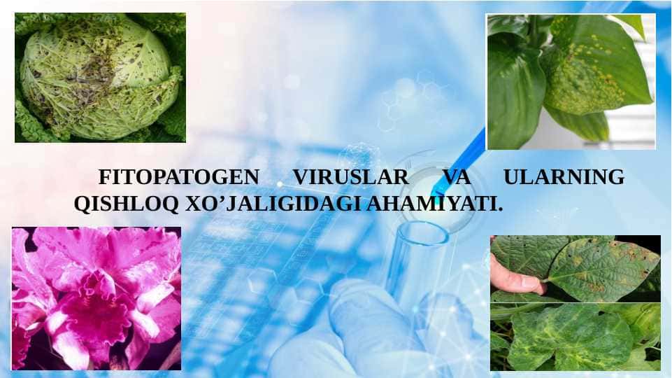 FITOPATOGEN VIRUSLAR VA ULARNING QISHLOQ XO’JALIGIDAGI AHAMIYATI.