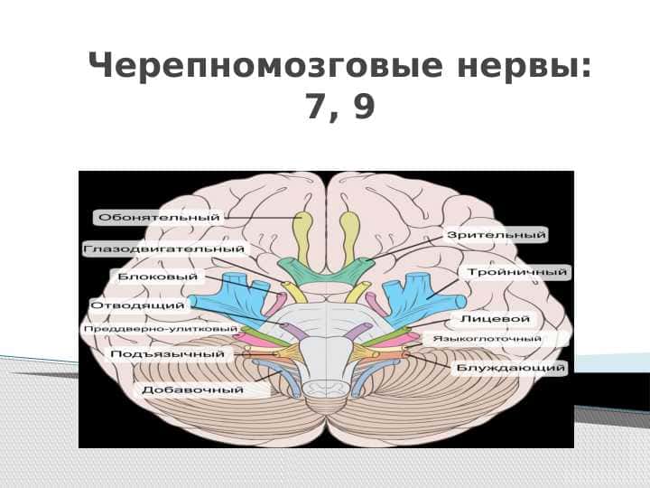 Черепномозговые нервы