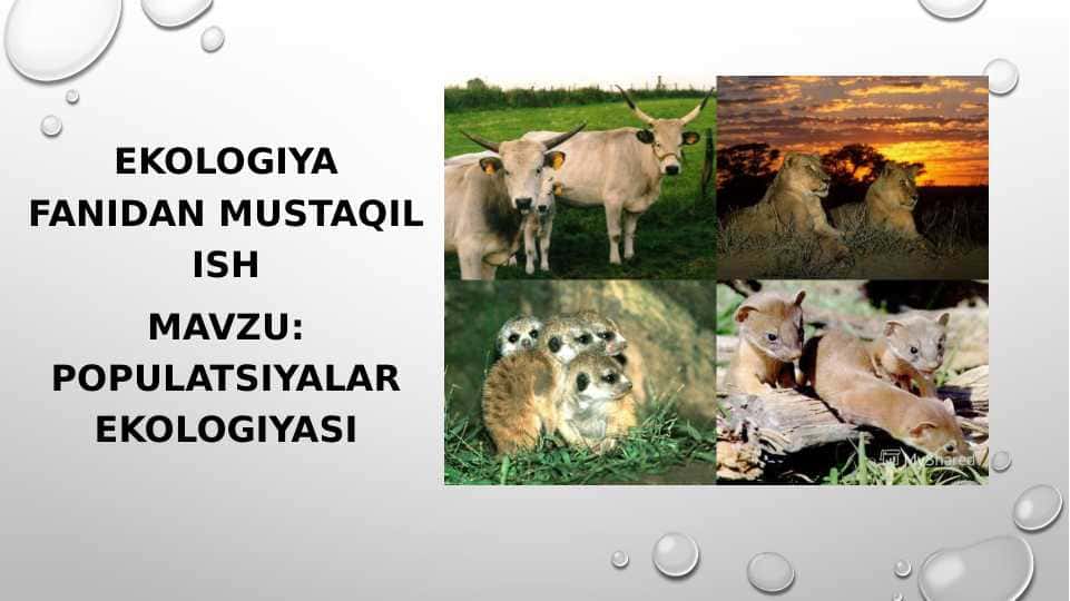 Populatsiyalar ekologiyasi