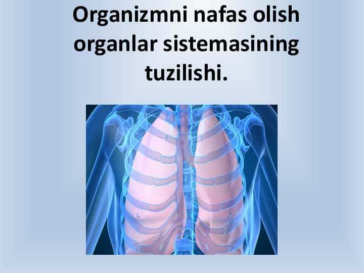 Nafas olish organlari bilan tanishish