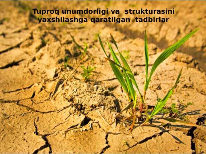 Tuproq unumdorligi va strukturasini yaxshilashga qaratilgan tadbirlar