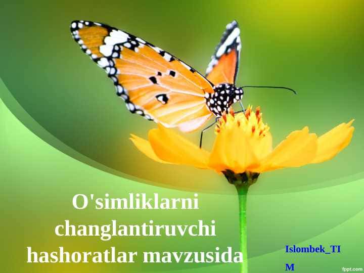 O'simliklarni changlantiruvchi hashoratlar