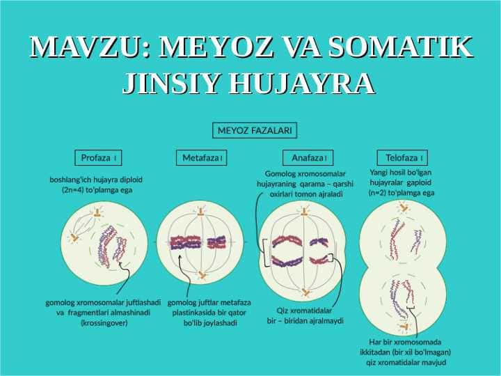 Meyoz va somatik jinsiy hujayra
