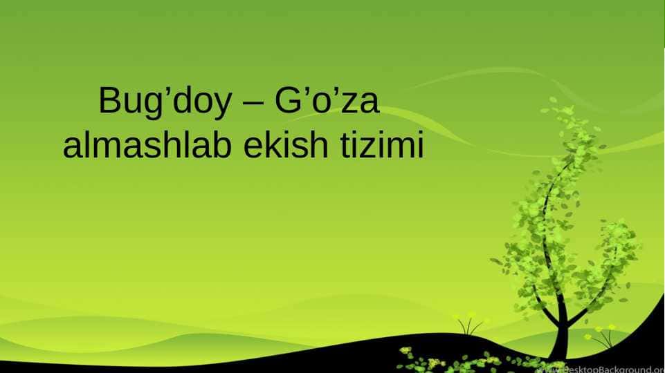 Bug’doy – G’o’za almashlab ekish tizimi