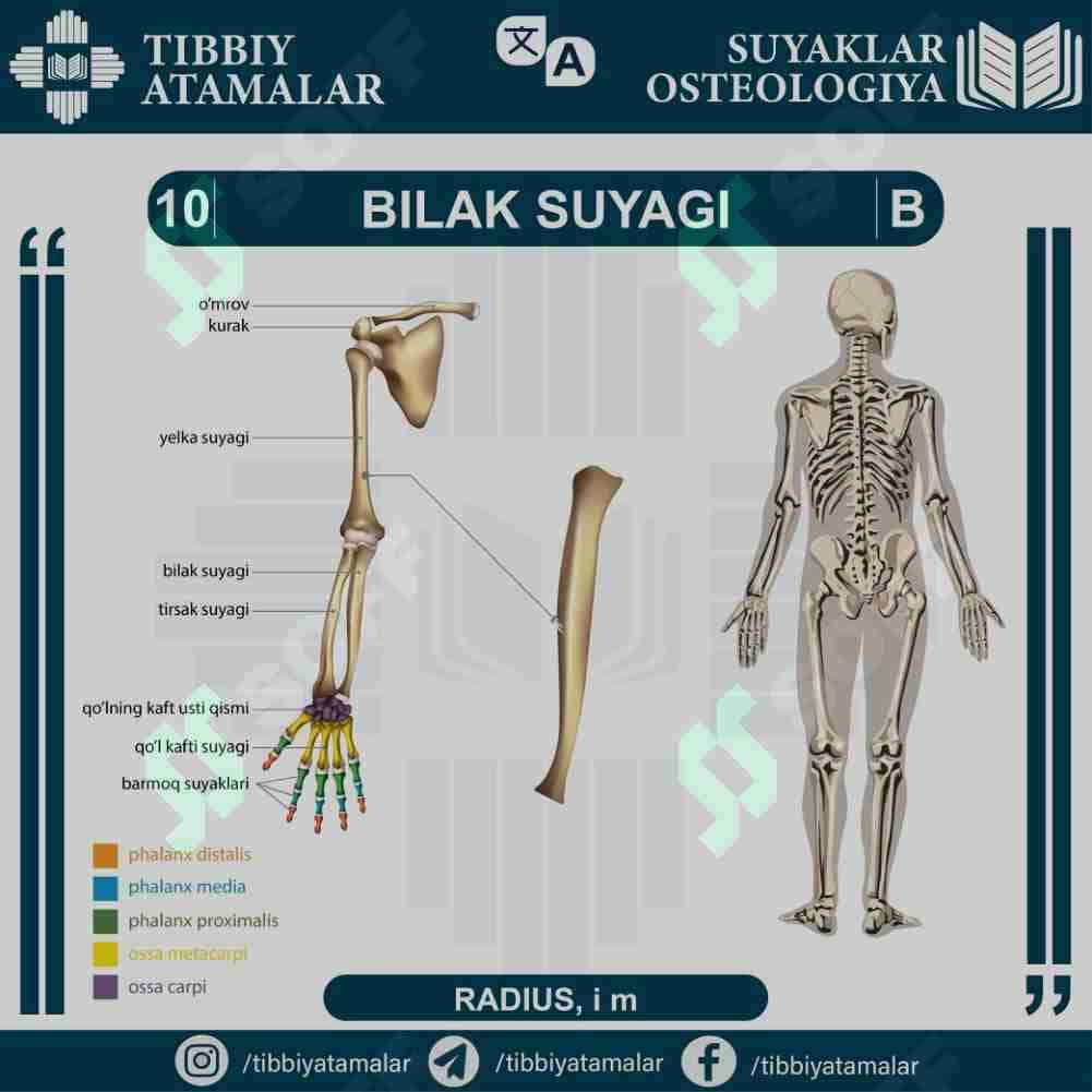 radius, i m -bilak suyagi
