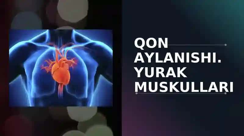 QON AYLANISHI. YURAK MUSKULLARI