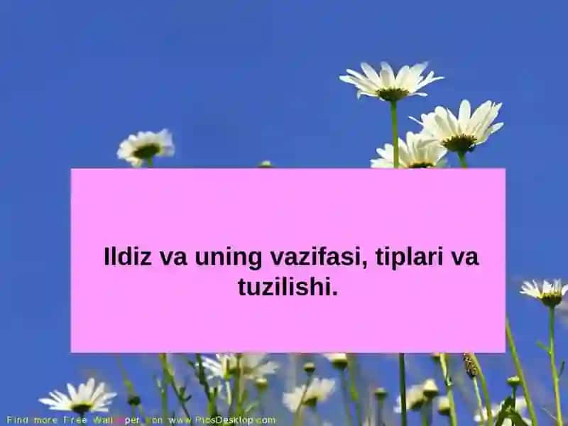 Ildiz va uning vazifasi, tiplari va tuzilishi